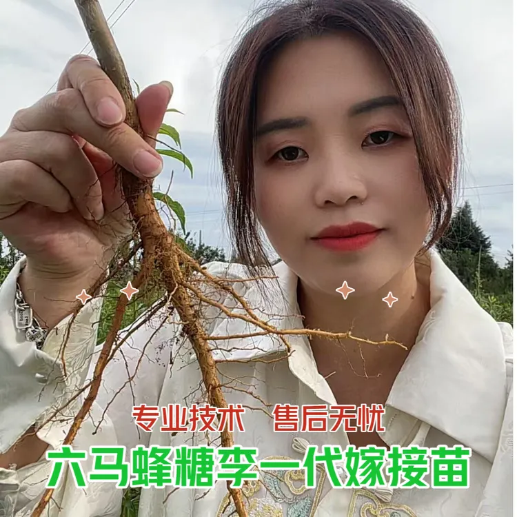乾益果贵州六马蜂糖李一代嫁接苗顺丰包邮现挖基地直发地栽盆栽