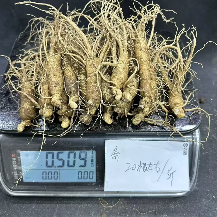 条货一斤20根左右单支重量20-29克长白参新鲜人参顺丰空运包邮