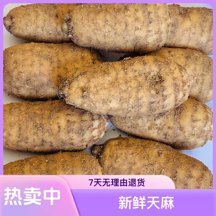 新鲜湖北高山种植天麻可炖汤