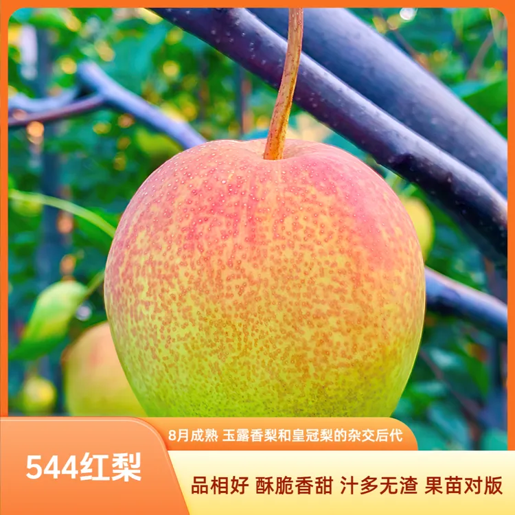 【梨树苗】544红梨苗 红梨苗  玉露香梨杂交后代 菓露仕（金平鼎）