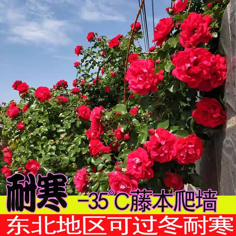 （3颗包邮）鲁硕红爬藤月季耐寒地栽盆栽庭院别墅藤本月季