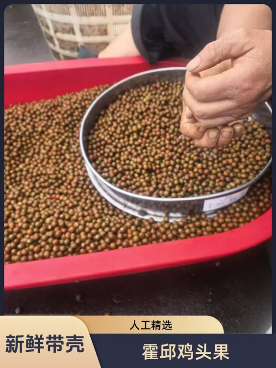 2025年安徽霍邱新鲜鸡头果带壳芡实鸡头子
