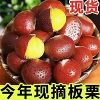 【买3斤送2斤】2025年新鲜现摘高山板栗甘甜清脆生栗子板栗多仓发货