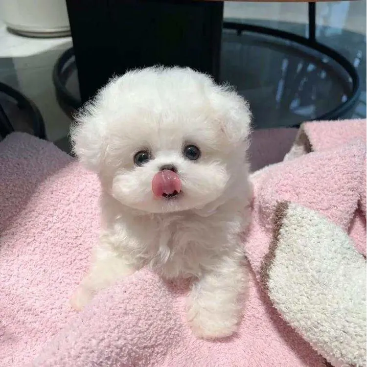 可可萌宠狗狗活体