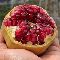 【爆汁香甜】花皮突尼斯软籽石榴  6颗   建议花皮勿拍