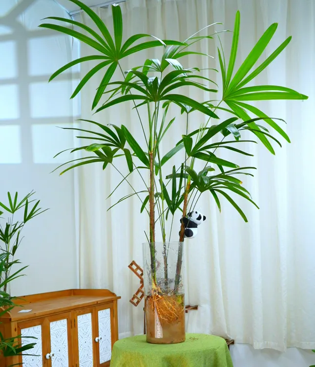 [水培土培棕竹]（送熊猫）金山棕室内盆栽办公室植物阳台绿植盆栽