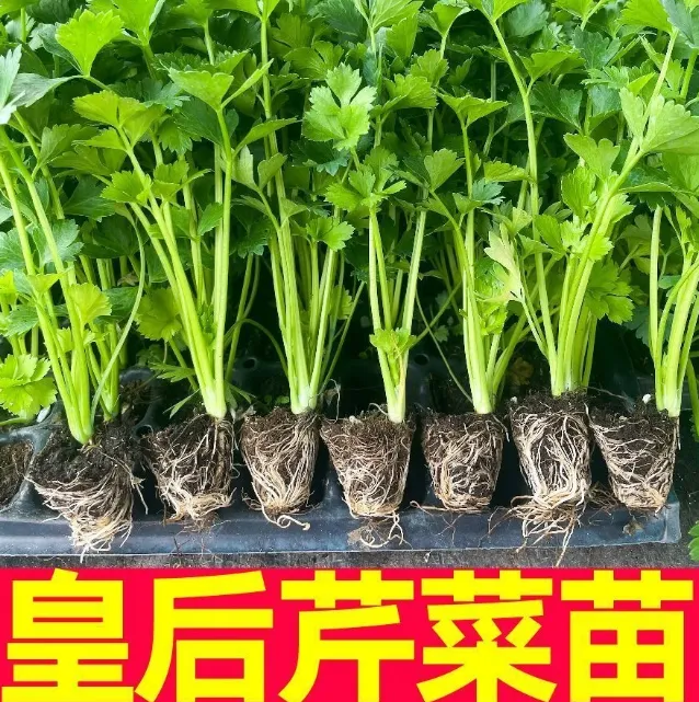 芹菜苗西芹寿光苗场直发