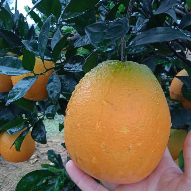 自家果园现摘现发！拒绝打蜡甜蜜素！自然生长皮薄多汁！