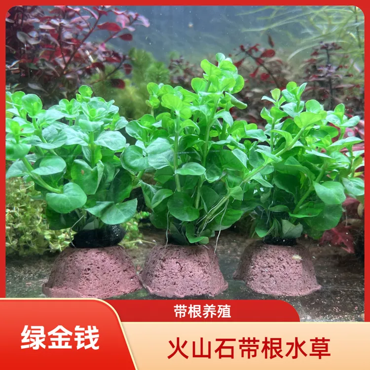 水草鱼缸造景植物真草绿金钱绿菊火山石带根好养新手增氧净水水草