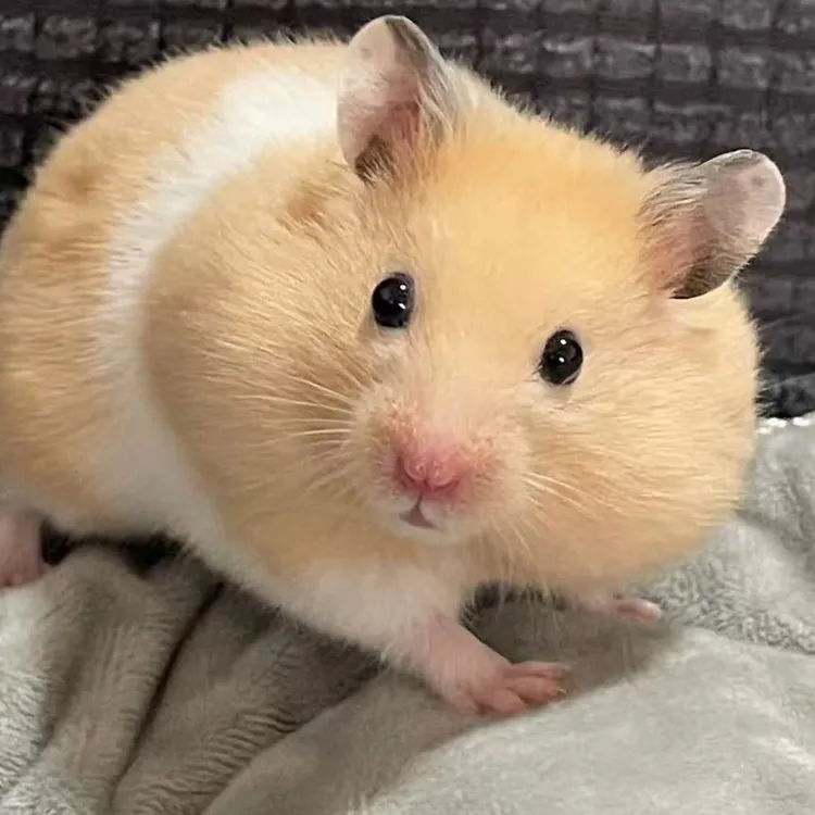 短毛长毛金丝熊小型家养仓鼠温顺易上手