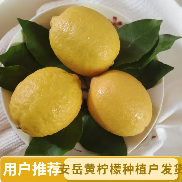 四川安岳黄柠檬鲜果，皮薄肉嫩，香郁多汁，酸爽味浓！
