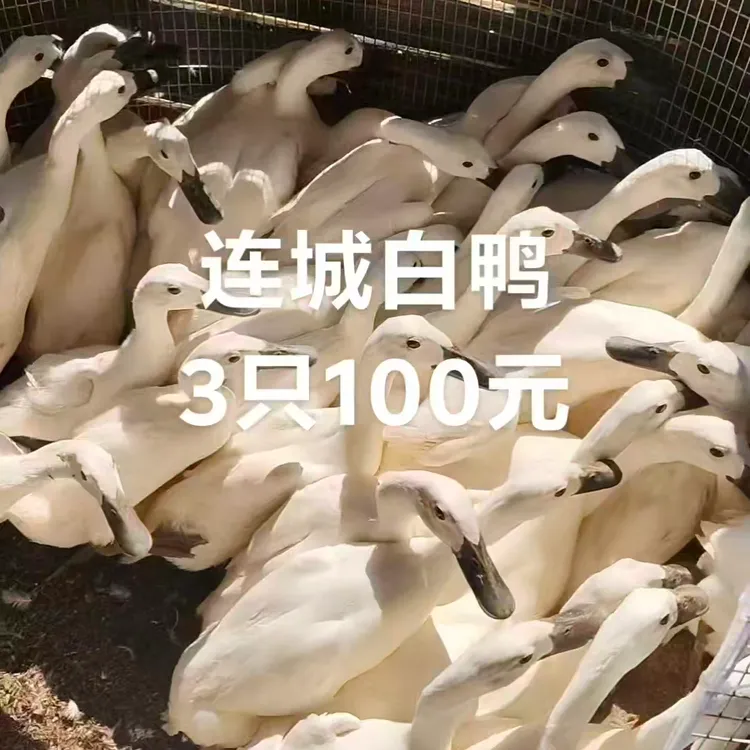 【发顺丰】三只活鸭现发连城白鸭 农家散养土鸭子白鹭鸭