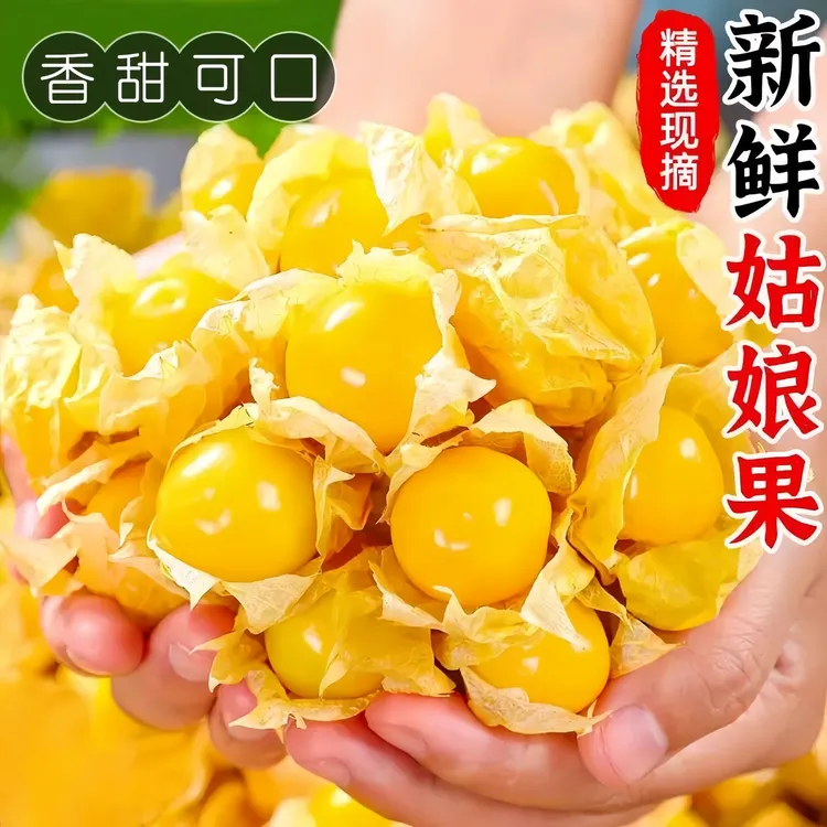 东北姑娘果牛油果灯笼果新鲜采摘产地直发香甜多汁应季水果