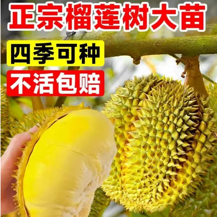 【买一送一】盆栽矮化榴莲树苗果树苗南北种植金枕头猫山王 带土球