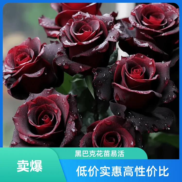 黑巴克玫瑰花苗盆栽室内花卉植物阳台绿植耐寒四季开花月季花好养