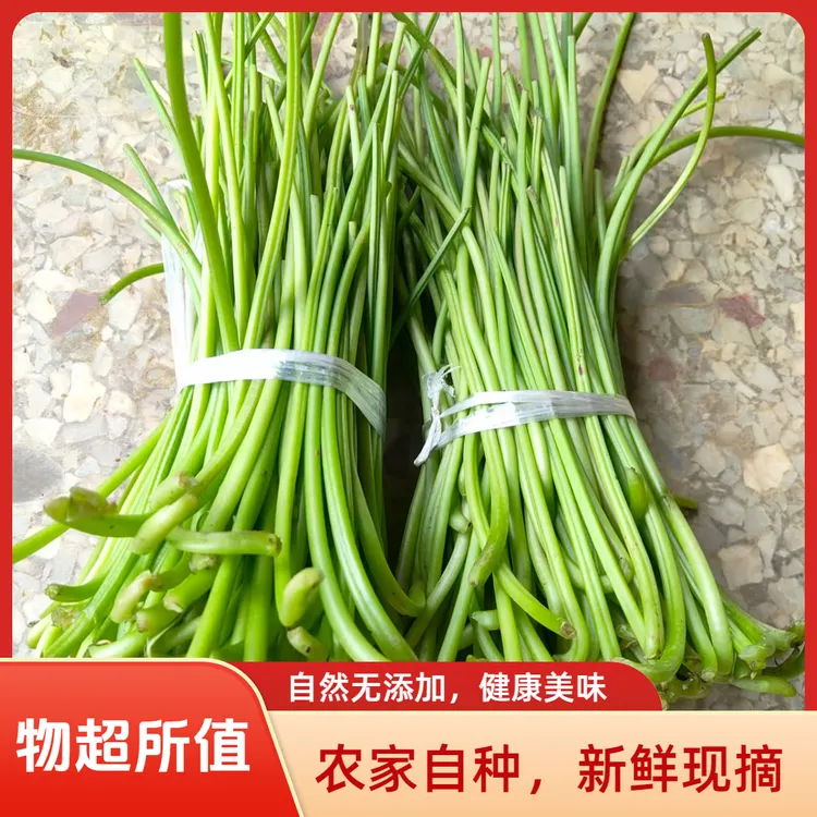 新鲜现摘红薯梗农家自种蔬菜嫩脆红薯藤尖红薯杆清炒凉拌食材蔬菜