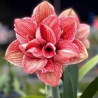 朱顶红种球【淬炼】小苗自然球，不带侧芽