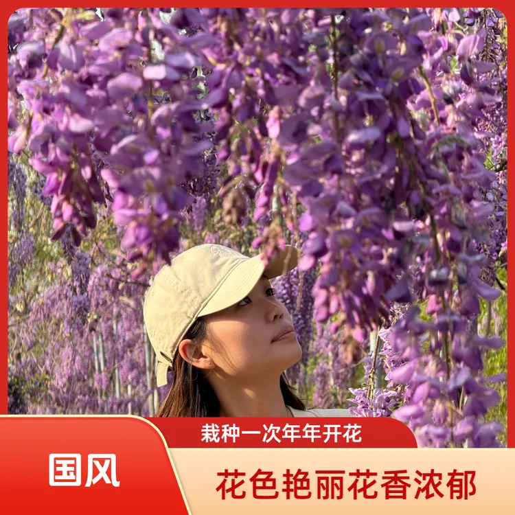 【国风】紫色紫藤南北中国丰花紫藤长穗花紫藤观赏紫藤（包对版）