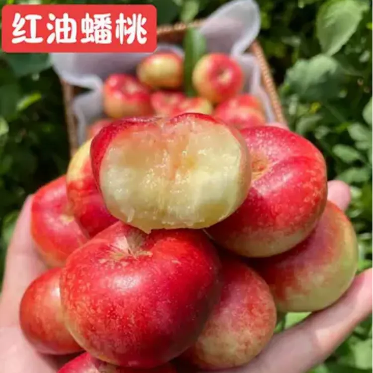 油蟠桃秋月梨酥脆梨脆甜柿子油桃黄桃树红山楂红石榴西梅带土发货