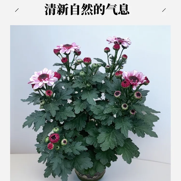 带花苞发货草莓熊菊盆栽四季开花耐寒耐热阳台花卉