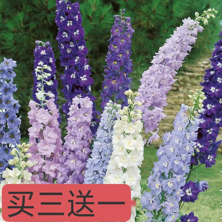 大花飞燕草花苗耐寒庭院楼顶花园阳台室外地栽宿根耐寒植物好养活