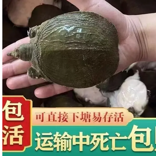 外塘养殖中华鳖团鱼养殖专用直播卖货生蚝甲鱼甲鱼苗甲鱼苗水老鳖