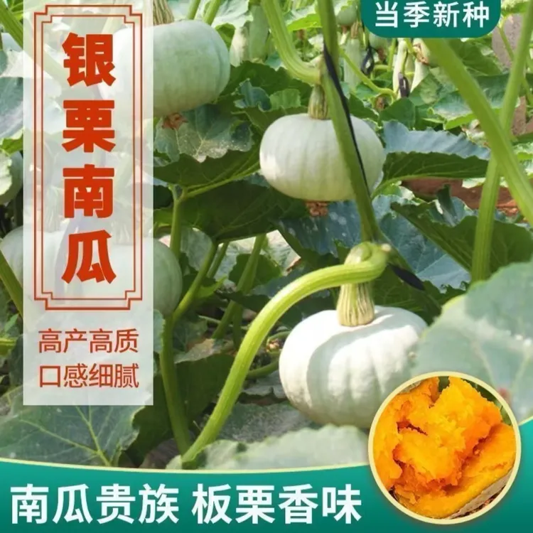 【银栗南瓜种子】家庭阳台小院盆栽地栽四季种植