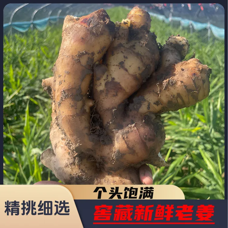 【出口品质】限量抢泥姜山东生姜无硫熏无泡药农家窖藏现挖现发