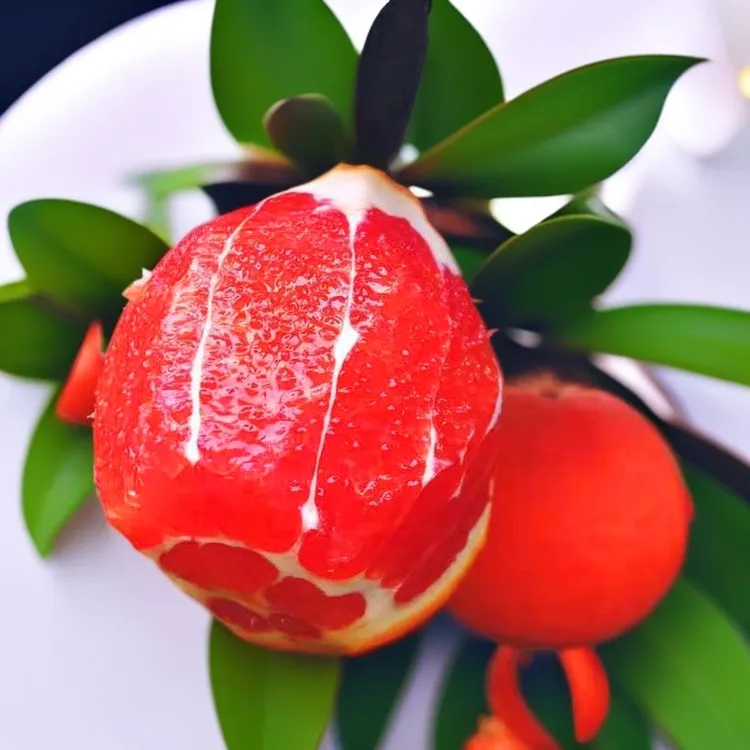 正宗中华血橙苗橙子树苗嫁接红心橙子红苗肉脐橙南北栽种器朗苗圃