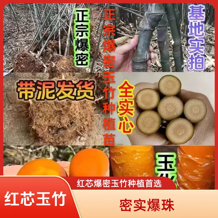 正宗红芯爆密实心玉竹推荐种植种苗