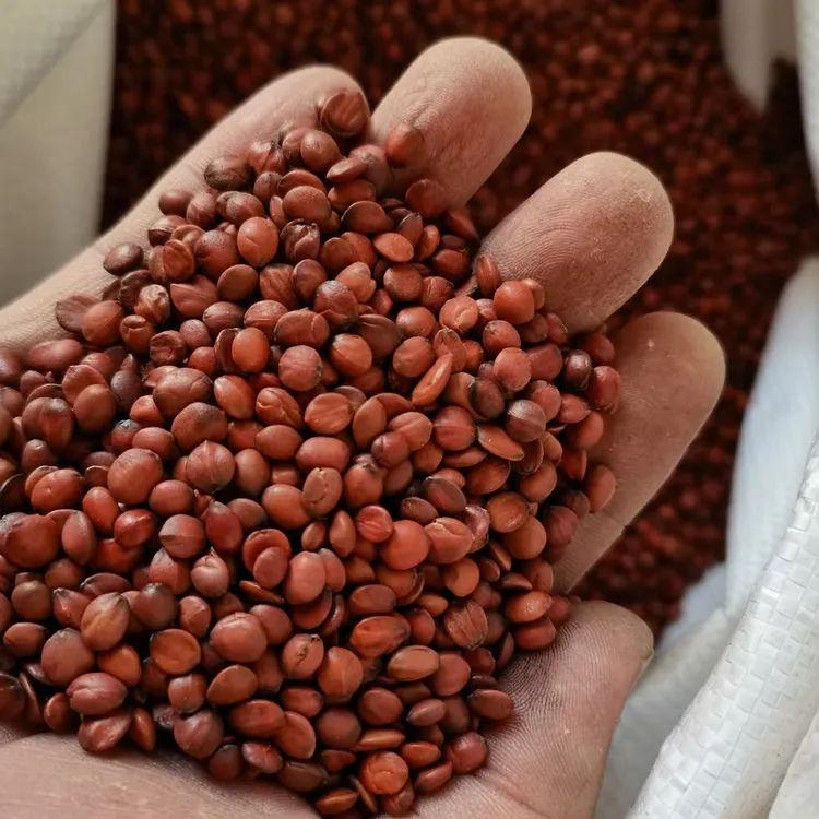 荒山缘山西乡宁特产正宗手工精挑细选颗粒饱满酸枣仁酸枣仁粉购买