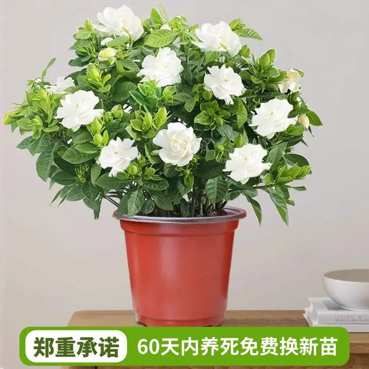 直播间同款210杯浓香栀子花盆栽【带花苞发货】室内植物客厅花卉