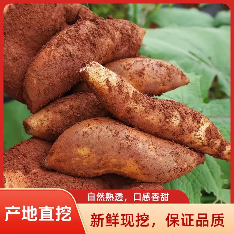 云南高原山红泥沙雪莲果 新鲜现挖黄心应季碱性低糖水果包邮