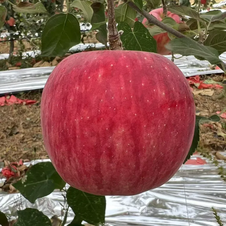 【顺丰或京东快递】陕西秦脆苹果香味浓郁脆甜多汁爽口3-9斤包邮