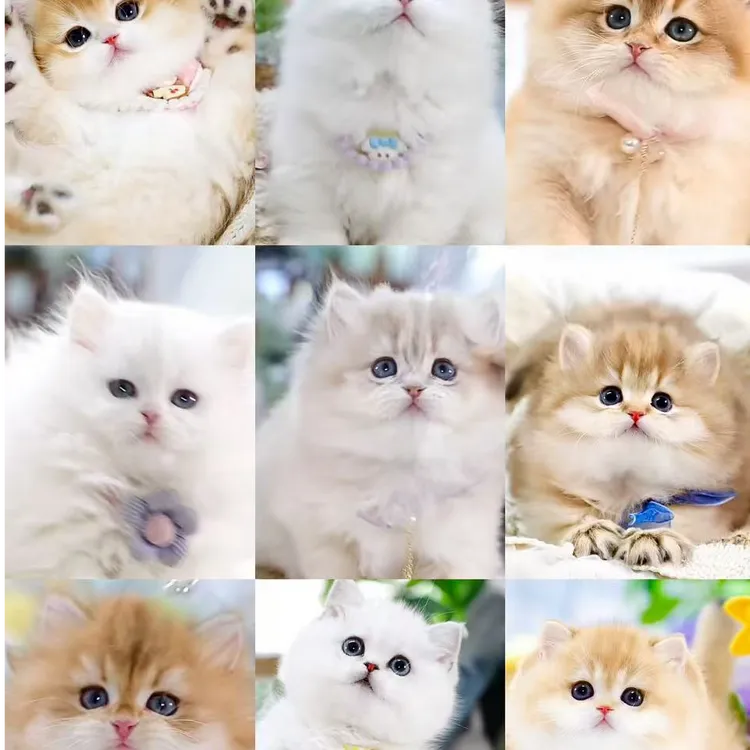 多品种健康可爱萌宠布偶金渐层矮脚缅因猫