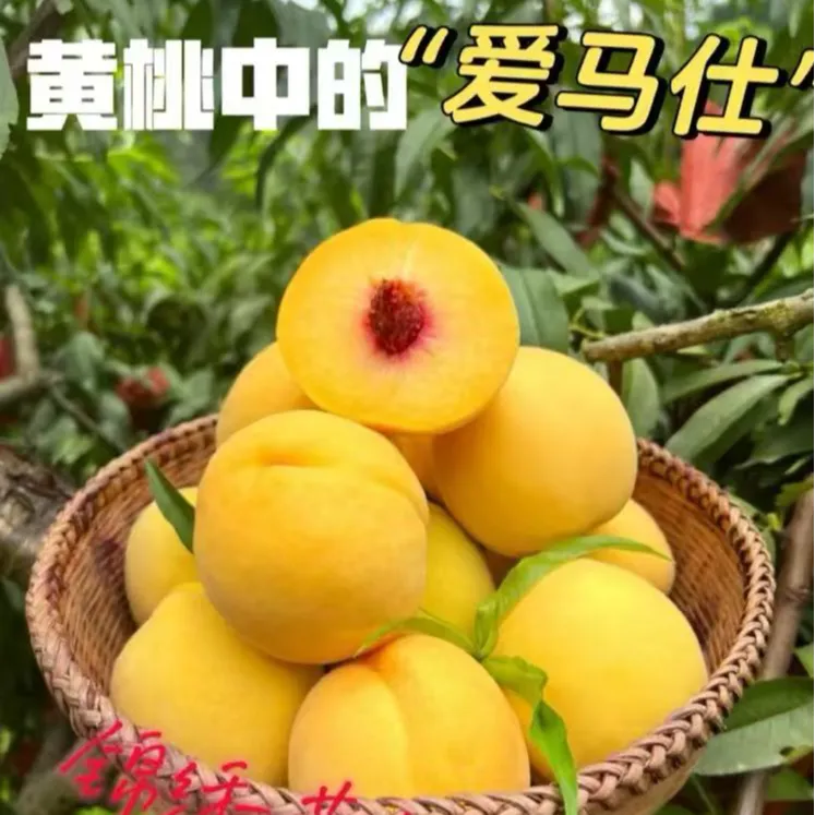 正宗湖北当季现摘锦绣黄桃脆软两吃脆甜多汁现摘现发 