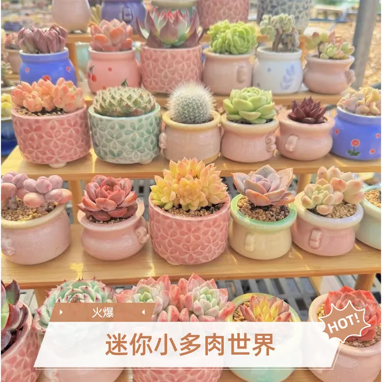 迷你小多肉植物盆栽办公桌摆件好养彩色毛毛圆滚滚带陶瓷盆栽种好