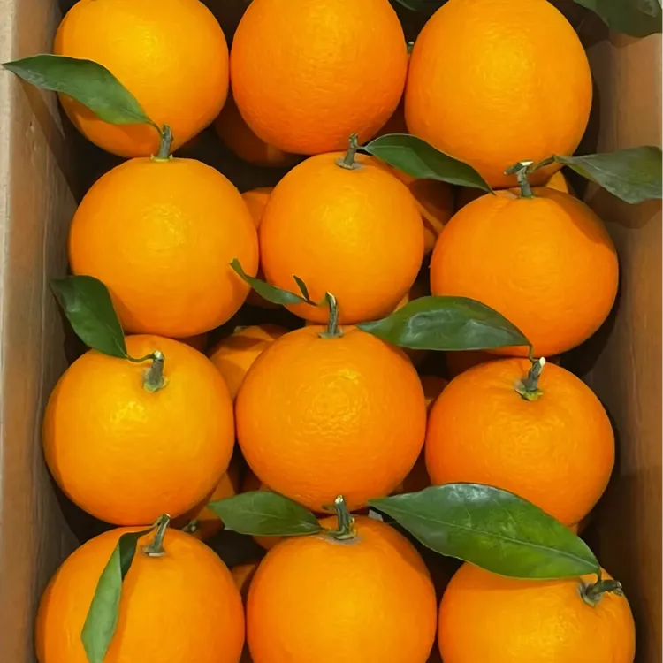 广西正宗富川脐橙特产礼盒装现摘脐橙新鲜孕妇水果10斤装榨汁橙子