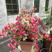 【漳红樱】三角梅勤花品种带加仑盆发货不带花带盆带土基地发货