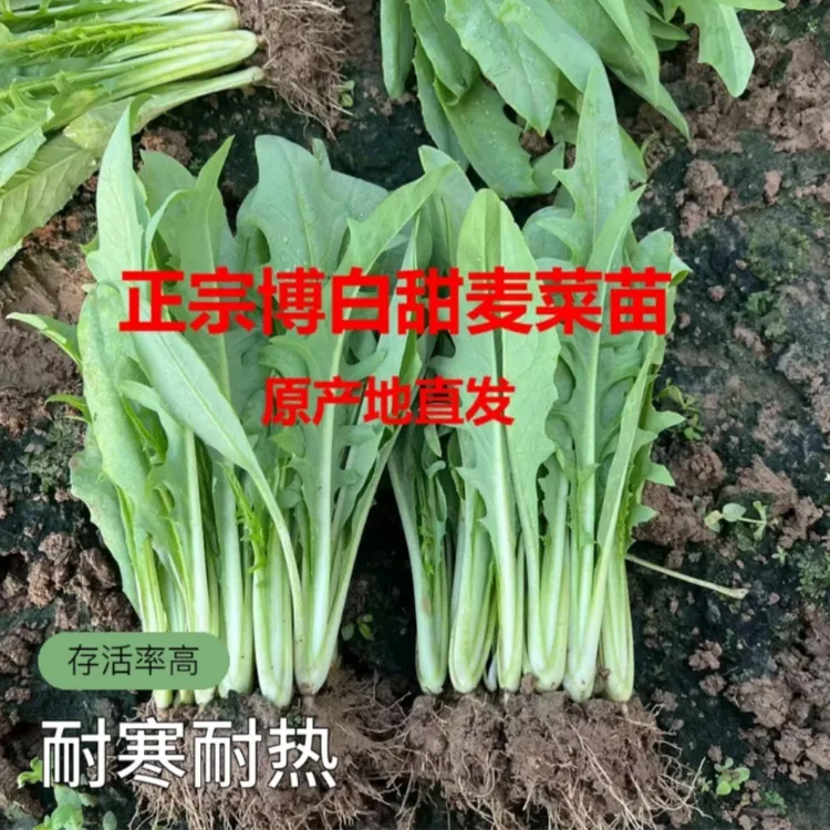 正宗博白甜麦菜种苗绿植盆栽带泥带土耐寒耐热阳台花园花盆庭院
