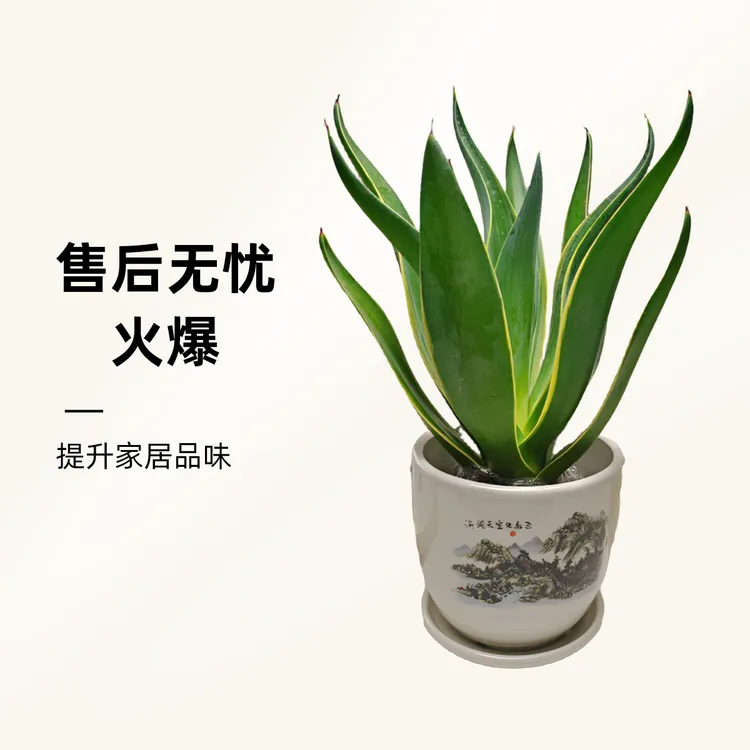 金边龙舌兰植物盆栽室内外景观绿植吸甲醛耐旱喜阳