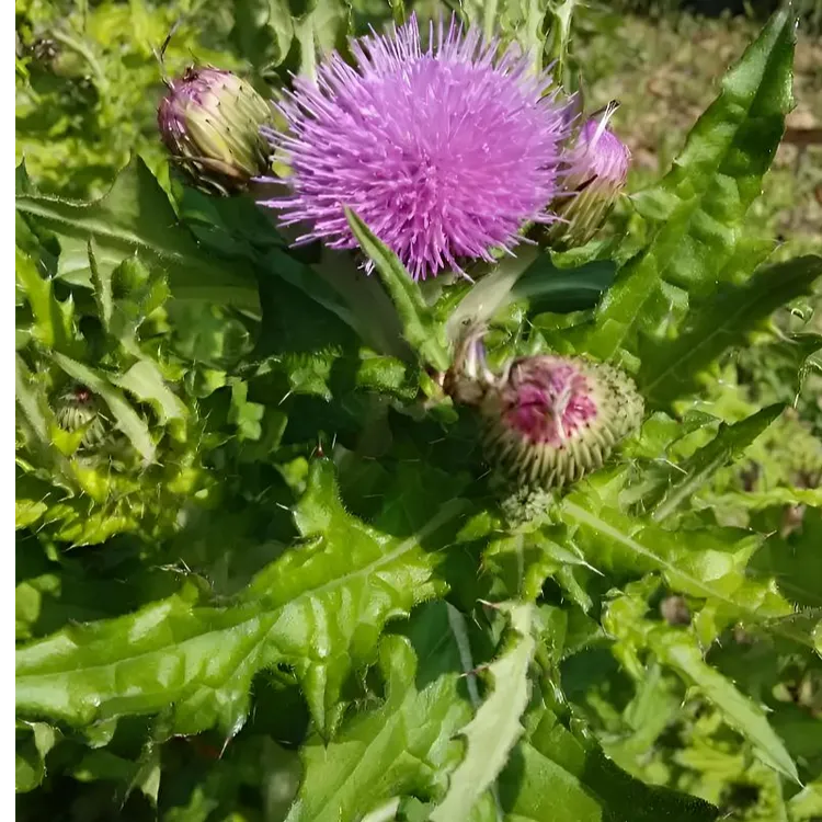 福建内叶刺根大蓟刺儿菜新鲜天然健康食材
