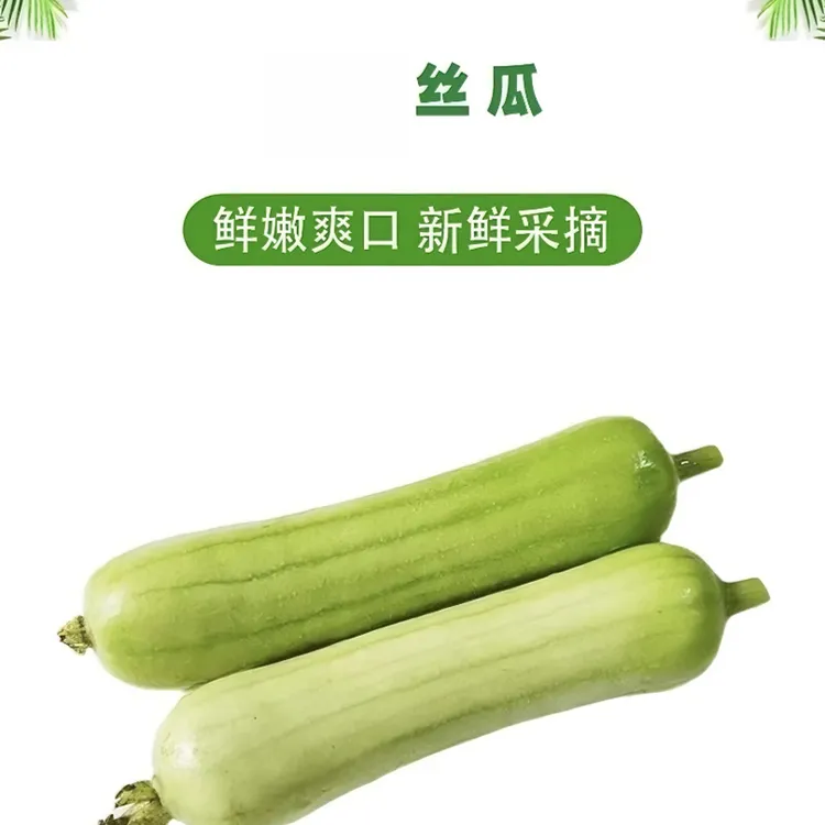 衡山本地油丝瓜5斤（新鲜当季）