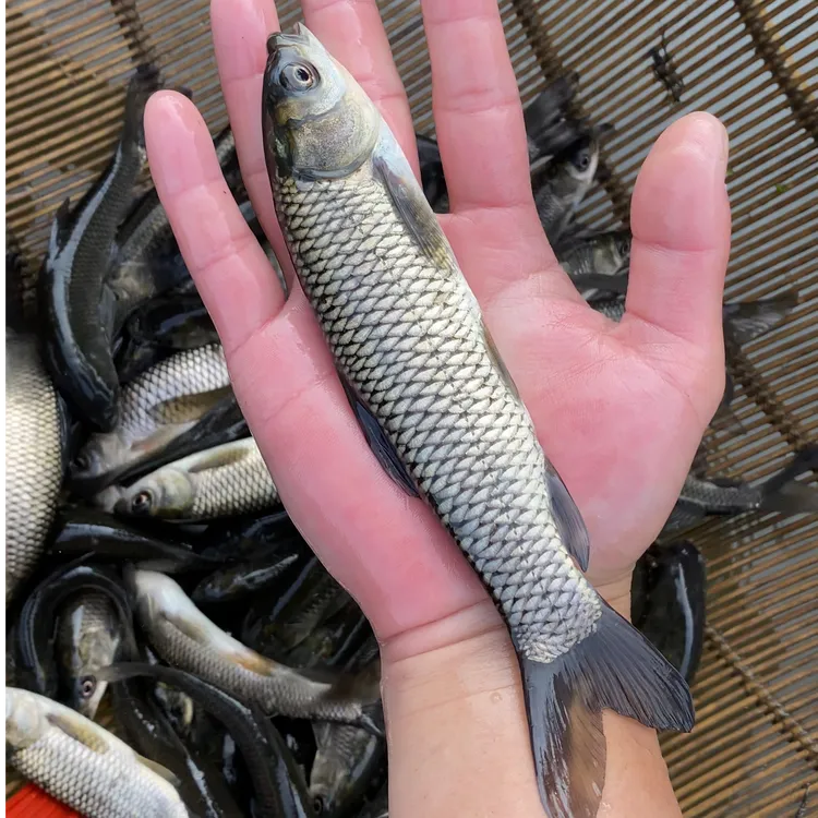 四川草鱼 长江草鱼 淡水养殖  水族观赏宠物鱼