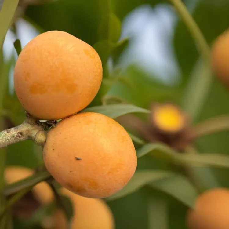 枇杷新鲜上市又大又甜如初恋顺丰包邮