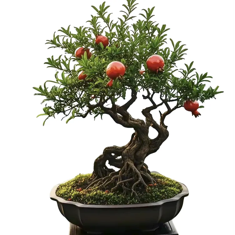 庭院绿植盆栽室内石榴植物花卉盆景素材庭院园林石榴树树苗