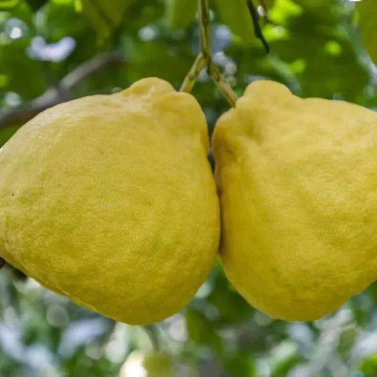 四川合江真龙柚新鲜现采多汁当季水果