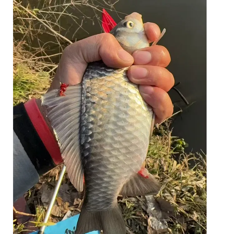 【顺丰快递】东台正在的鲫鱼真空包装