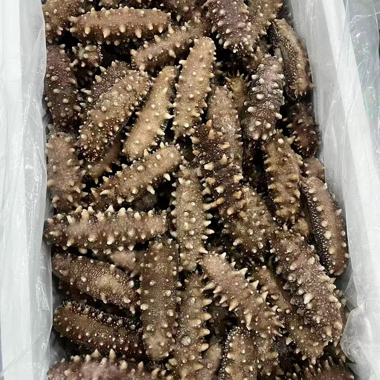 丑参，一斤6-8头，口感劲道好吃