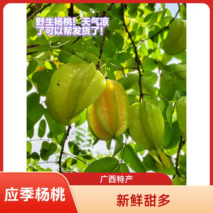 广西应季水深山水果现摘新鲜杨桃野生树上自然熟清甜多汁薄皮水果